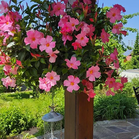 Tatil Evi Hombergshalden *