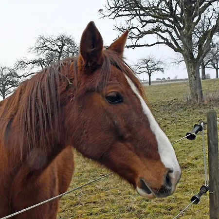 Hombergshalden * Geisingen